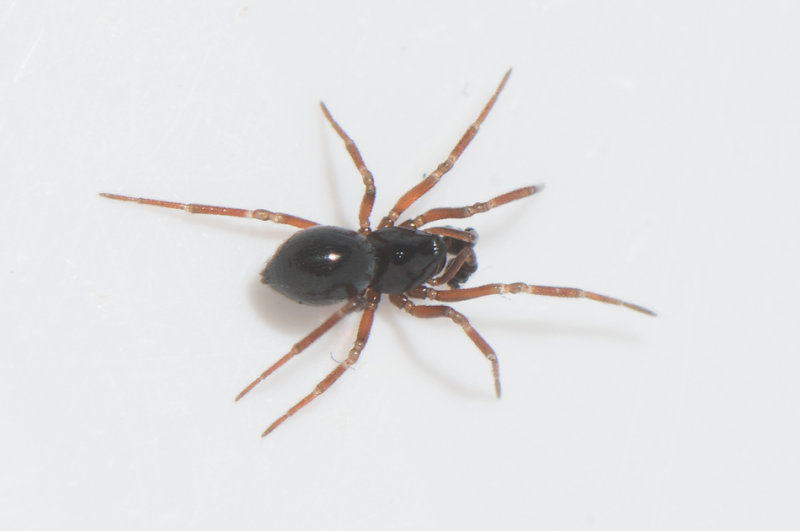 Jrnmlle Halland 1.4-18 adult male