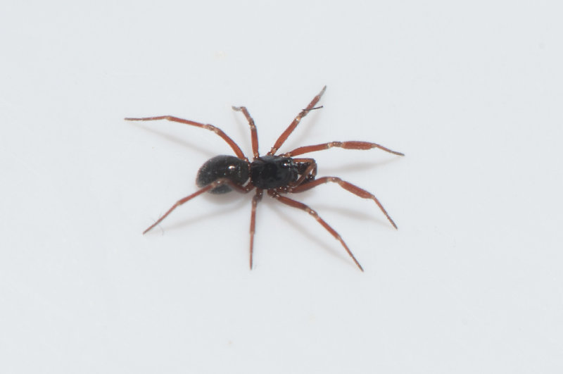 Tjuvhultakrret Halland 8.4-18 adult male