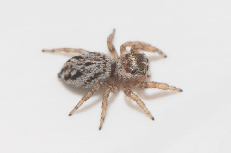 Smrismossen Halland 16.6-18 adult female