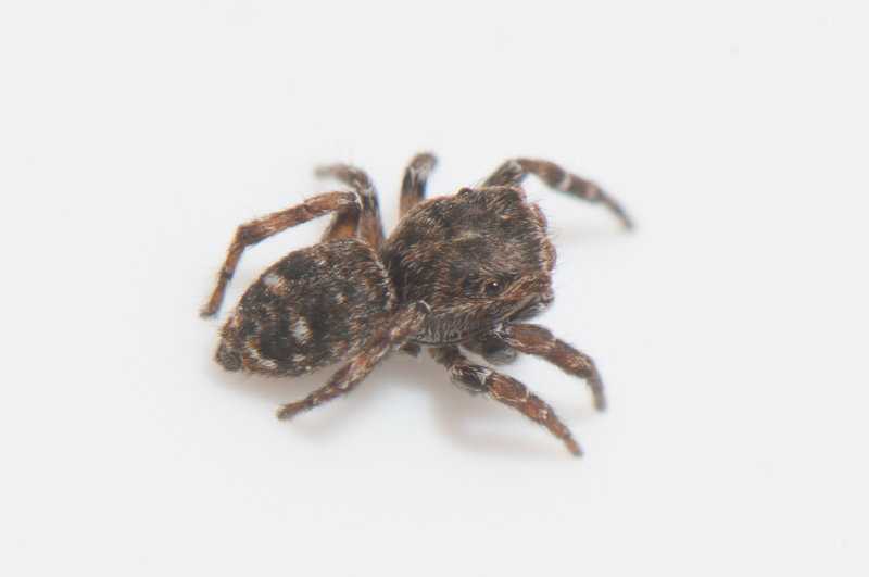 kulla Halland 13.5-18 adult male