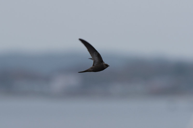 Gettern Halland 10.11-18