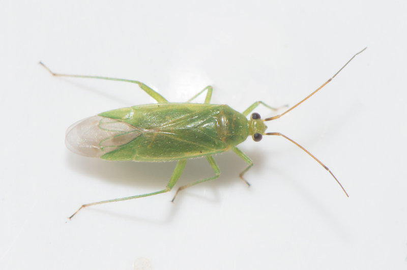 sterngsskogen Halland 23.6-18  6,3 mm