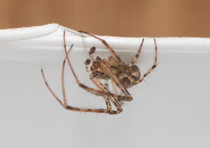 Hyltan Halland 7.10-18 adult male
