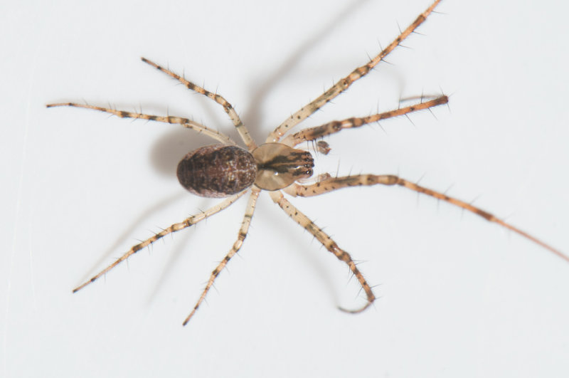 Hyltan Halland 7.10-18 adult male