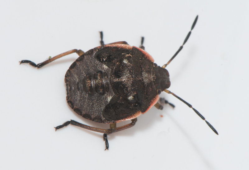 Chlorochroa pinicola ( Tallbrfis )