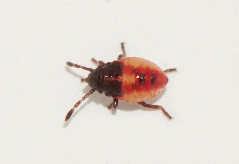 Elasmucha ferrugata ( Blbrsbrfis )
