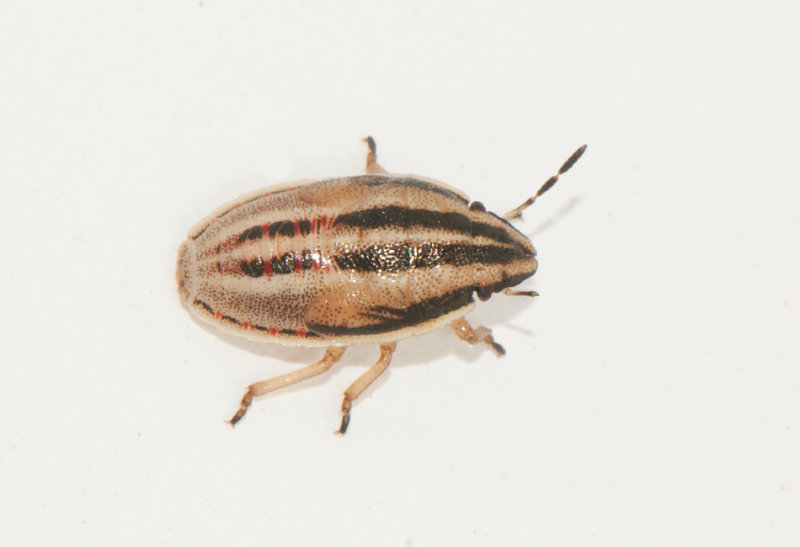  Aelia klugii ( Mrkstreckad spetsnsa )
