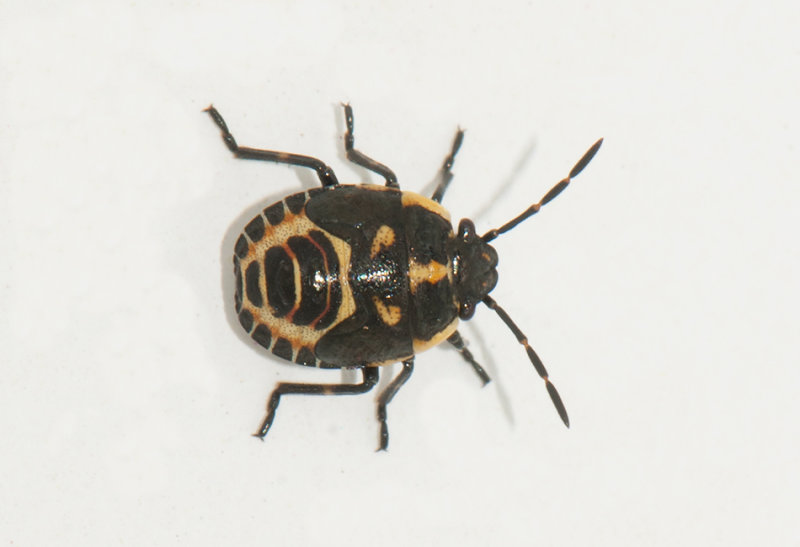 Eurydema oleracea ( Rapssugare )