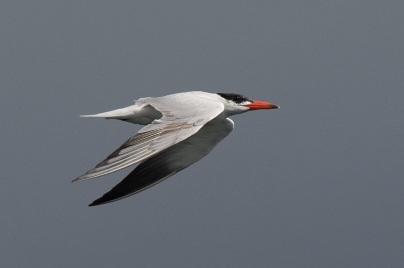 Falsterbo Skne 2.9-18