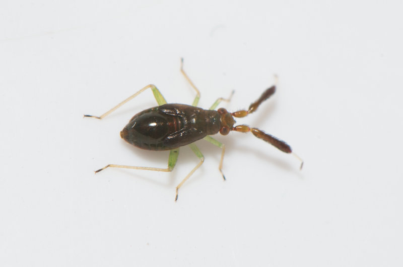 Heterotoma planicornis