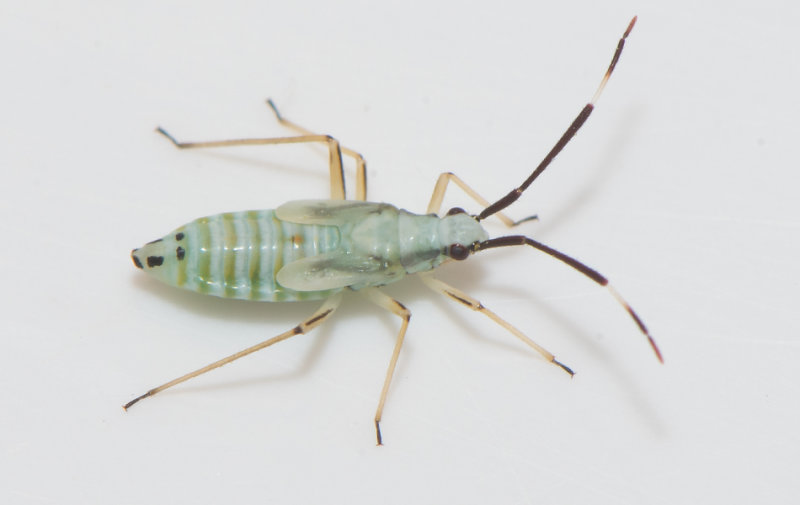 Cyllecoris histrionius