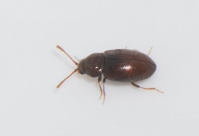 Atomaria fuscata