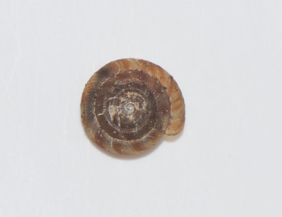 Discus rotundatus ( Fläckdisksnäcka )
