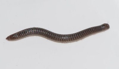 Cylindroiulus punctatus ( Klubbkejsarfoting )