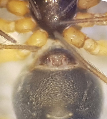 Agyneta rurestris ( kerlyckospindel )