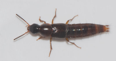 Quedius xanthopus