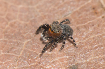 Mosse Angryd Halland 6.5-17 Adult male