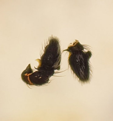 Angryd Halland 6.5-17 Palp adult male