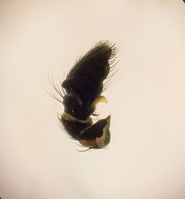 Angryd Halland 6.5-17 Palp adult male