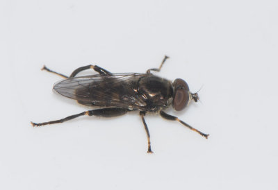 Chalcosyrphus nemorum ( Flckig mulmblomfluga )