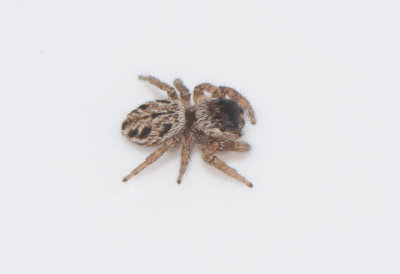 Smårismossen Halland 9.5-17 Adult female.