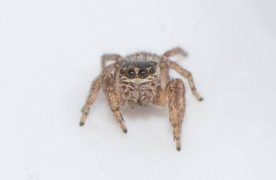 Smårismossen Halland 9.5-17 Adult female.