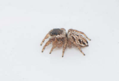 Smårismossen Halland 9.5-17 Adult female.
