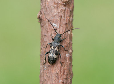 Semanotus undatus ( Vgbandad barkbock )