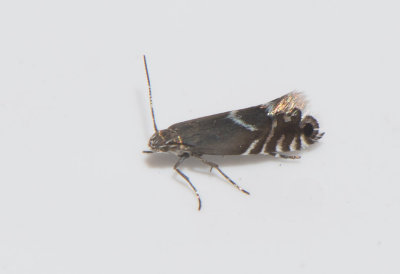 Glyphipterix simpliciella ( Grshakmal )