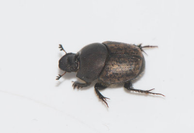Onthophagus similis ( Mindre horndyvel )