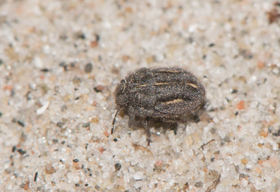 Odontoscelis lineola ( Silverhrig skldskinnbagge )