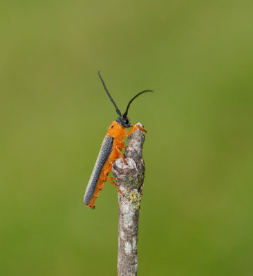 Oberea oculata ( Videsmalbock )