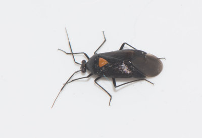 Deraeocoris scutellaris 6,4 mm