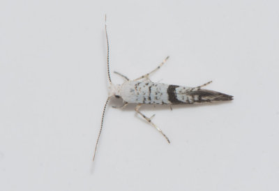 Argyresthia curvella ( ppelknoppmal )