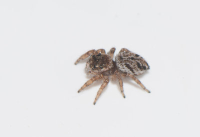 Smårismossen Halland 3.7-17 Adult female