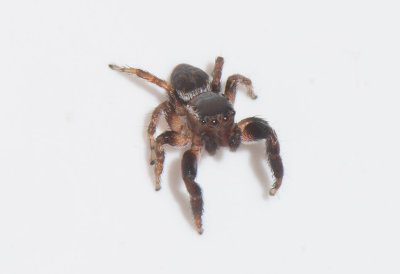 Smårismossen Halland 3.7-17 Adult male
