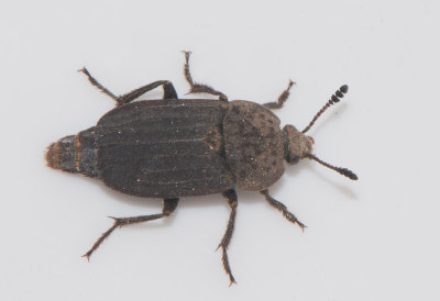 Thanatophilus sinuatus ( Spetsvingad skinnarbagge )