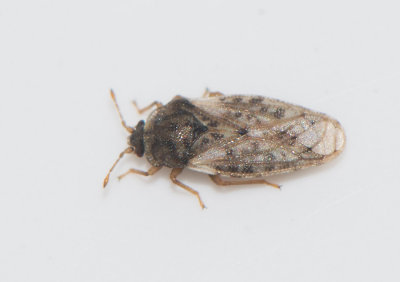 Piesma maculatum  2,8-3,3 mm