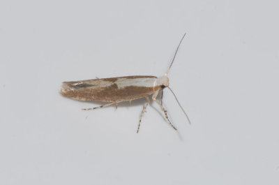 Argyresthia semifusca ( Hggskottsmal )