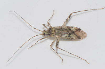 Phytocoris longipennis  7 mm