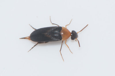 Mordellochroa abdominalis ( Rdbukad gaddbagge )