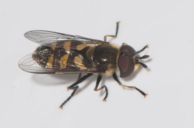 Didea fasciata ( Ljus vinkelblomfluga )