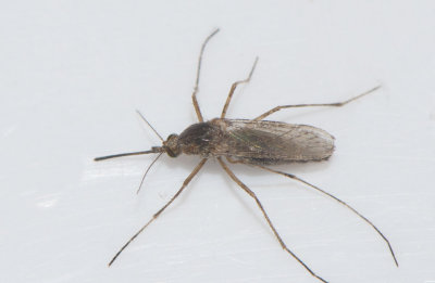 Aedes caspius ( Ljusbandad kustmygga )