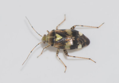 Liocoris tripustulatus