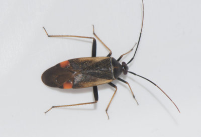Adelphocoris seticornis 7 mm
