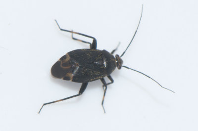 Polymerus nigrita