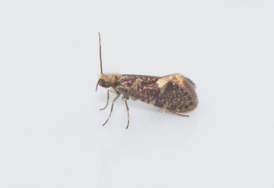 Eriocrania salopiella ( Spetsflckig purpurmal )