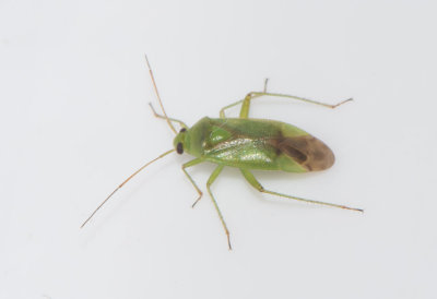 Neolygus contaminatus  6,2 mm