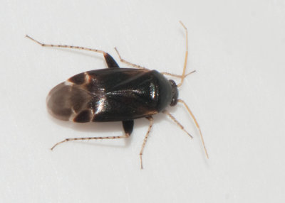 Psallus sp