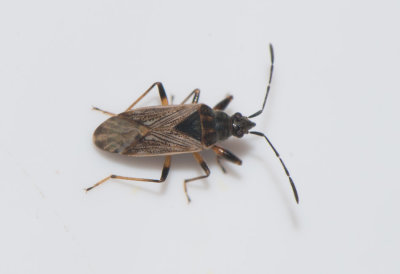 Pachybrachius fracticollis  5,6 mm